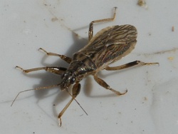 Himacerus major